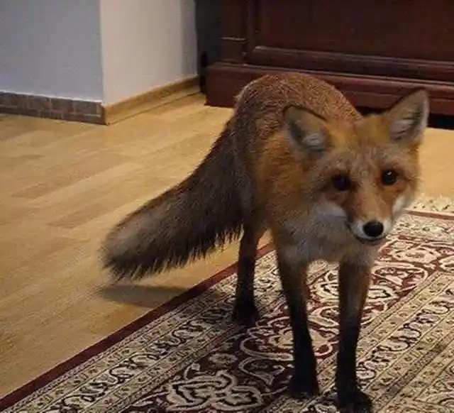 Woman Sees A Wild Animal In Her Kitchen, You Won't Believe What Happened Next!