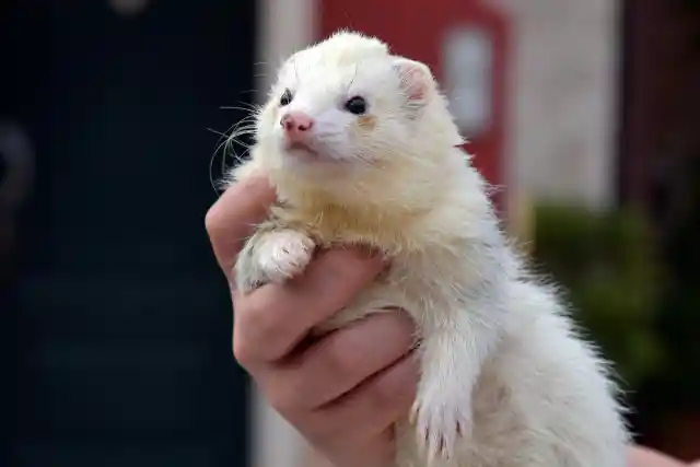 Ferrets