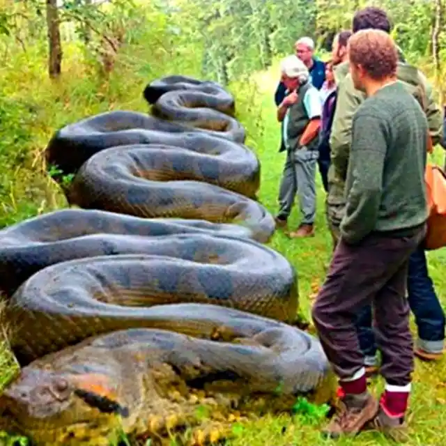 A Giant Snake