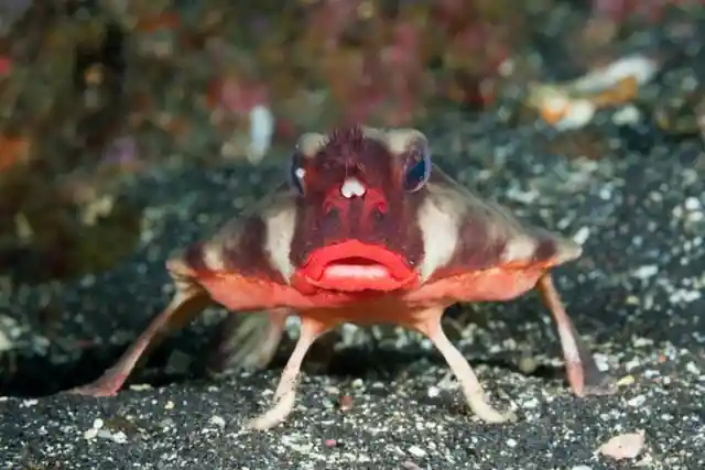 Red-lipped Batfish