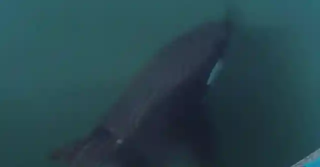 20-ft Long Orca