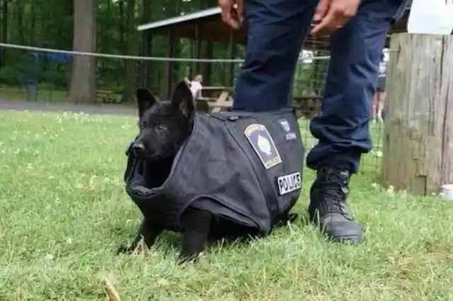 Future Police Dog!