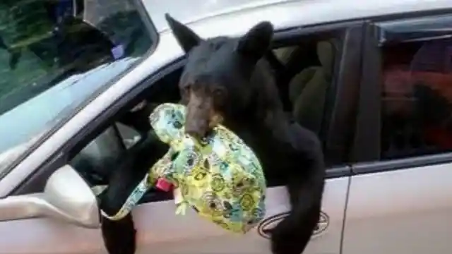 Family Of Bears Gets Into Their Car, What Happened Next Is Incredible
