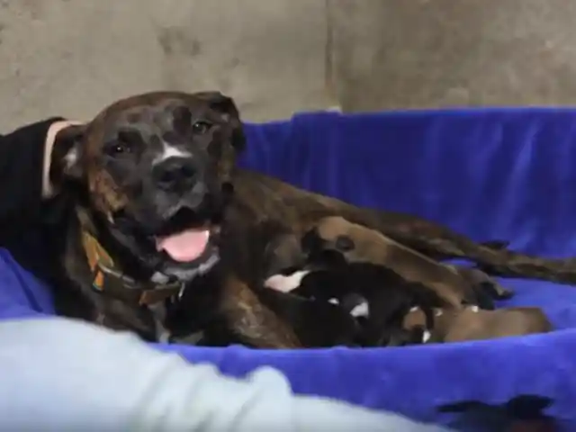 Pregnant Dog Acts Weird, Vet Sees Ultrasound And Instantly Pulls Out Phone