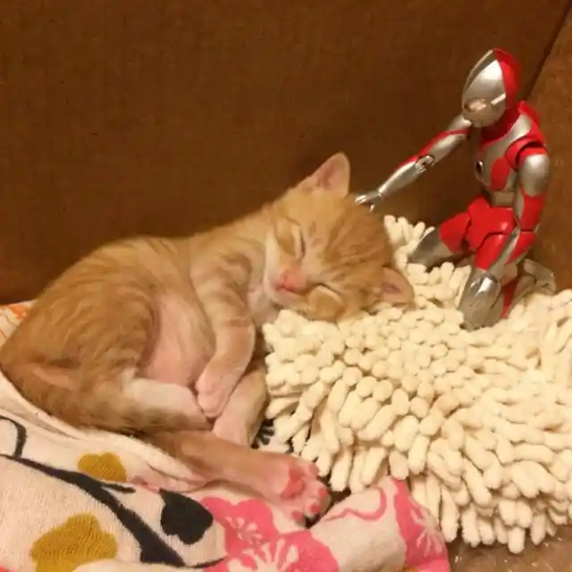 After A Family Rescued This Orphaned Newborn Kitten, They Gave Him The Most Unlikely Protector