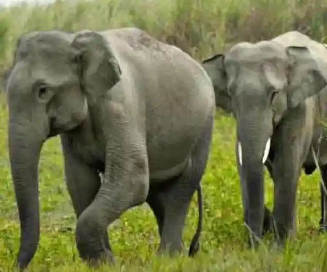 Proud Elephants