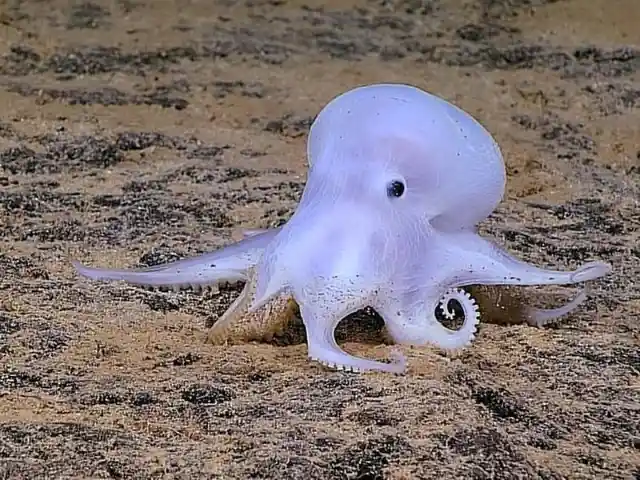 Casper Octopus