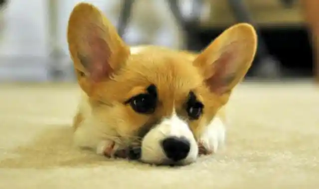 24. Pembroke Welsh Corgi