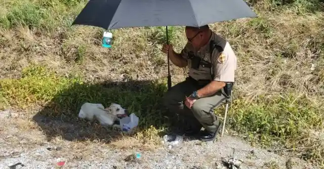 Safety In The Shade