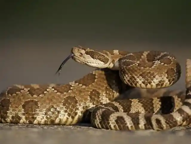 Western Diamondback Rattlesnake