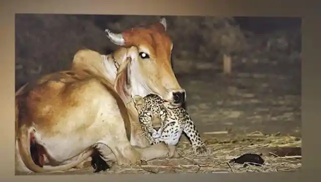 Farmer Set Up Camera To See Why Leopard Visits His Cow Every Night