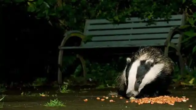 Badger Went Out Through The Cat Flap