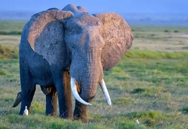 20 Extreme Safari Photos That Prove Mother Nature Always Wins