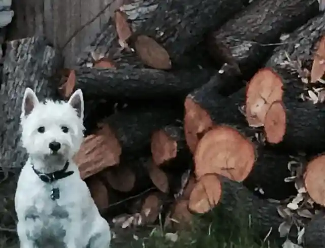 Man Checks Fallen Tree, Realizes It’s Lighter Than Expected And Finds Hole Inside