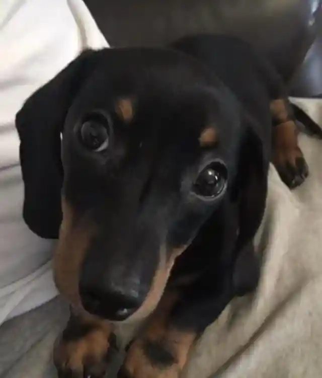 New Dog Won't Stop Waking Her, Look What Mom Finds On Camera