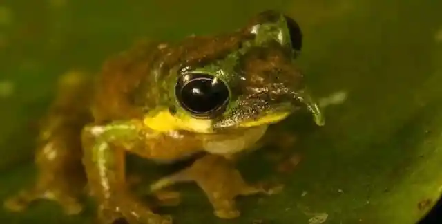 Spike-nosed Tree Frog