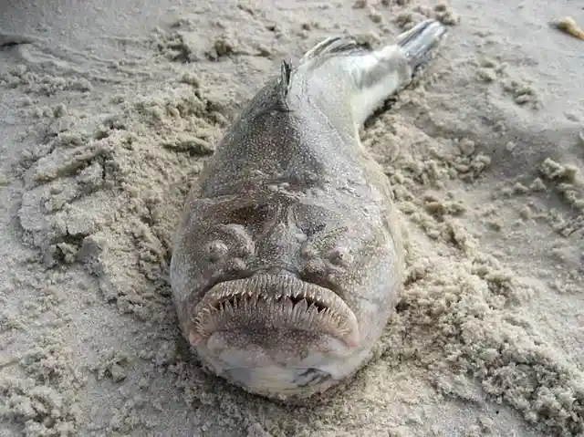 Stargazer Fish