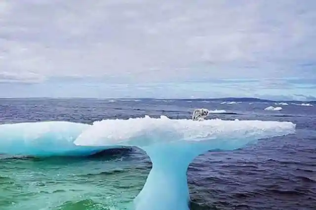 Fishermen Think They Found A Seal On A Floating Iceberg - Don't Realize What It Actually Is