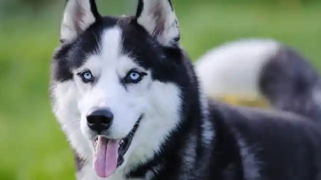 Husky Won't Stop Digging Holes In Yard, Entire Neighborhood Gets Evacuated When They Discover Why