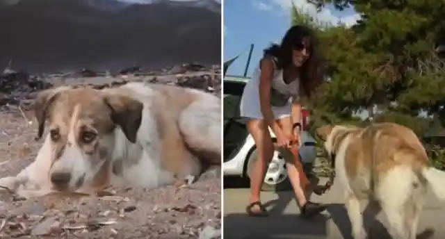 This Stray Dog Tried Everything To Get Adopted. Then One Day She Found A Woman’s Car