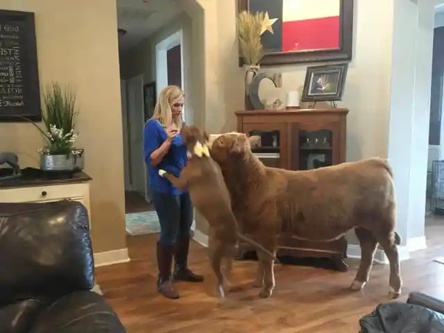With A Hurricane Approaching, A Cow Pretends To Be Dog To Save Himself