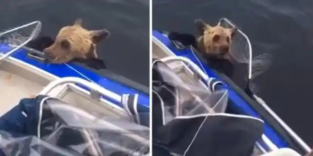 Mother Bear Leaves Her Cubs To Drown, Nearby Fishermen Had To Take Fate Into Their Own Hands