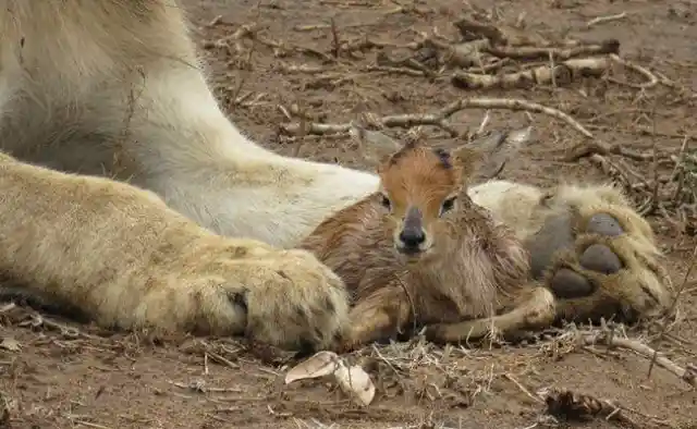 When This Lioness Found An Infant Deer Something Very Intriguing Happened