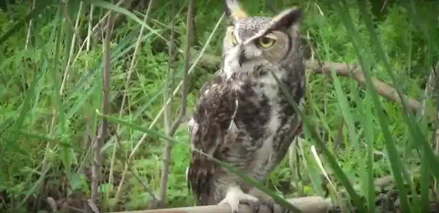 Guy Stumped When Owl Refuses To Leave, Looks Closer And Realizes He Has To Act Fast