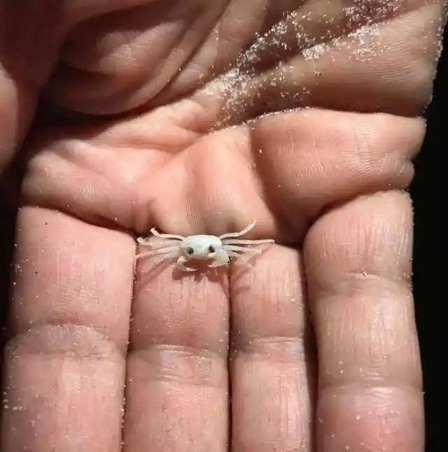 Baby Ghost Crab