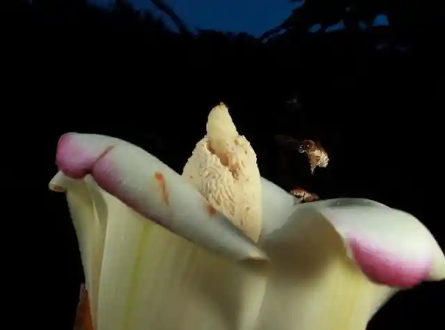 Researcher Discovers Incredibly Rare Bee That Has Eluded Scientists For Years