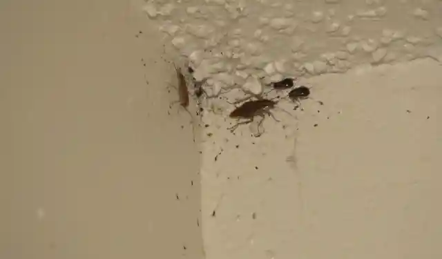 Cockroaches!