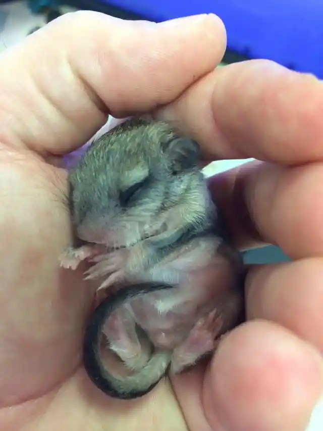 Man Rescues Tiny Creature, But He Had No Idea What It Would Grow Into
