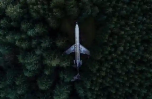 A Plane In A Tree