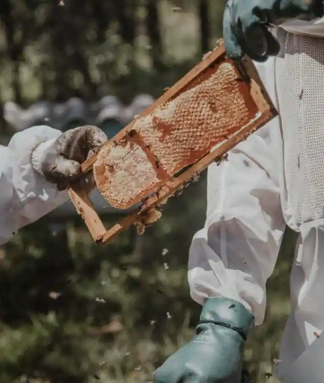 Capturing the bees