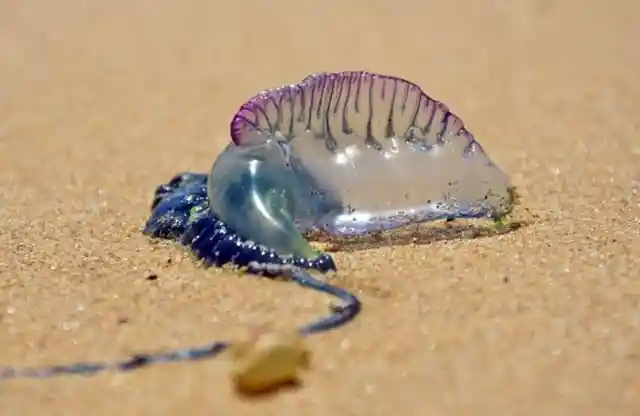 Portuguese Man o’ War