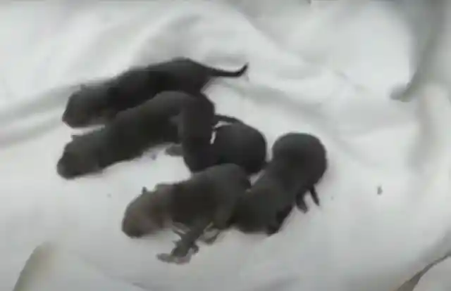 After Rescuing Them, Firemen Realized They Weren't Puppies