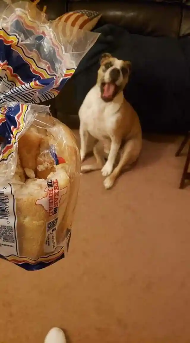 Perfectly-Timed Guilty Dog Photos