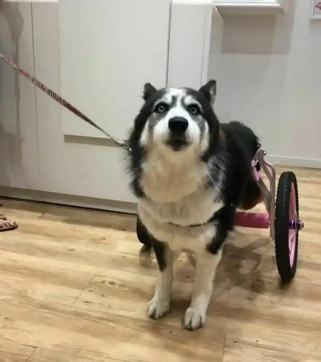Woman Rescues A Malnourished And Paraplegic Husky That Was Forced To Breed 