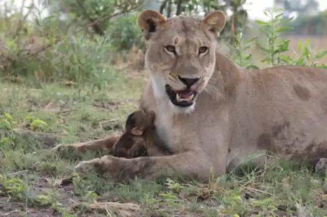 The Lion Seemed To Cradle The Baby Between Her Paws