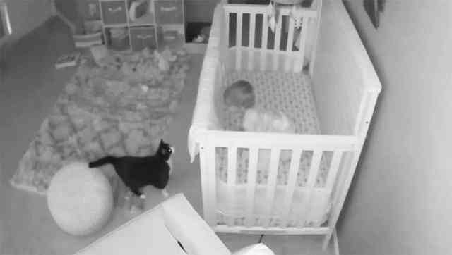 Hero Cat Saves Toddler From Family Friend