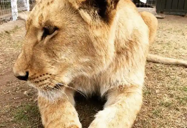 Lioness Sees Her Old Trainer, This Is Her Reaction