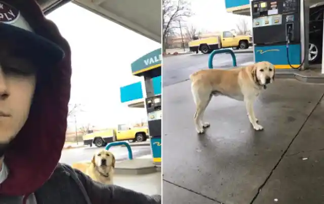 This Man Saw This Dog Alone At A Gas Station And What He Found Out About Him Broke His Heart