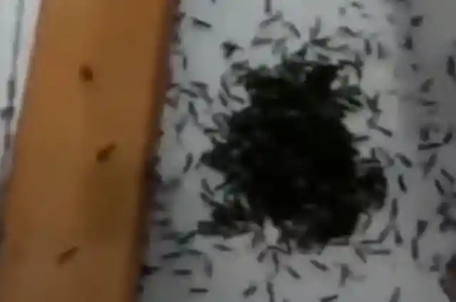 Swarm Of Bugs