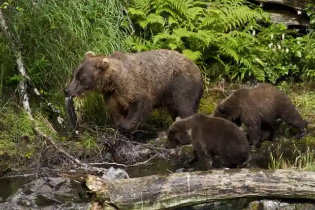 Bond Between Mother and Cub