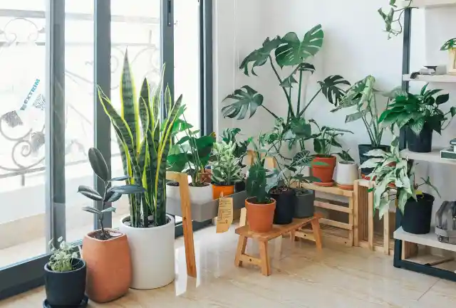 The Best Indoor Plants To Keep This Year