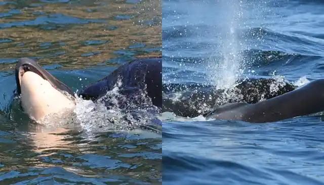 When This Orca’s Newborn Died Shortly After Labor, She Grieved In An Unbelievable Way