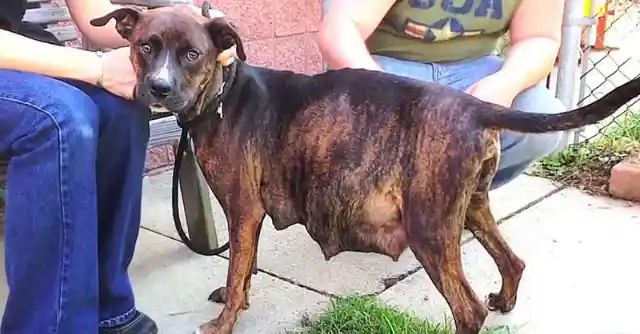 Dog’s Enormous Belly Keeps Growing, 2 Weeks Later Ultrasound Shocks Everybody