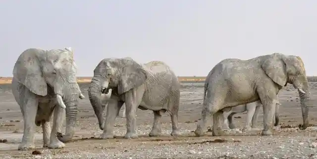 The LARGEST Land-walking Mammals. 