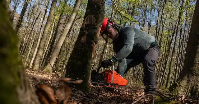 Man Spots Lump On Tree Leading Him On Wild Treasure Hunt