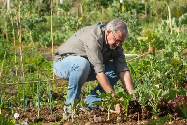 Advantages Of Having A Vegetable Garden At Home